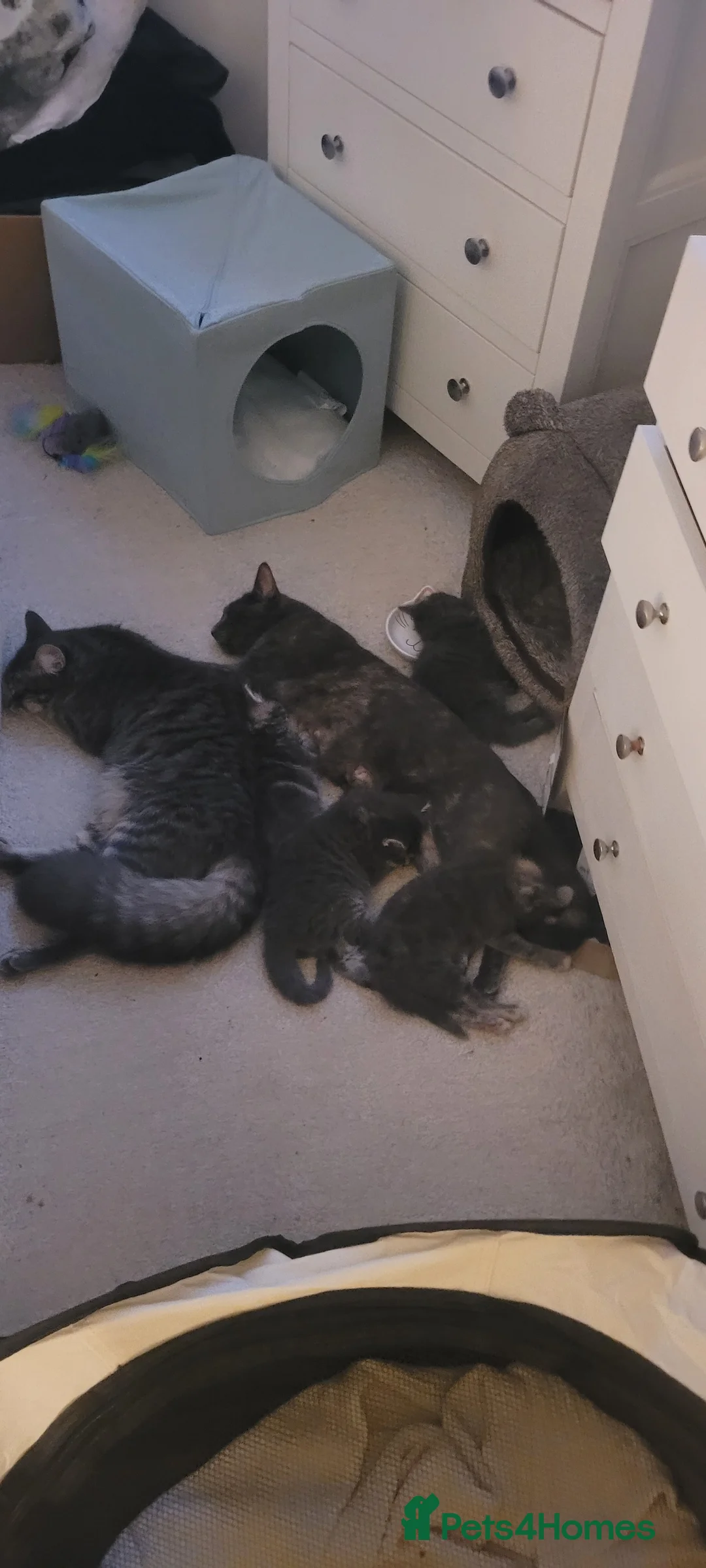 Mixed Breed cats for sale: Kittens mix short hair cross maine coon - Advert 10