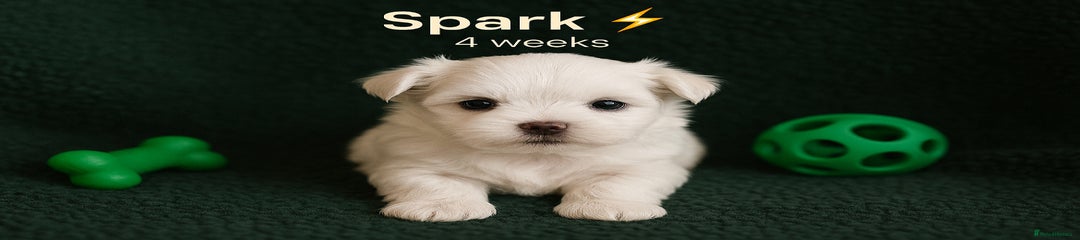 Spark ⚡️