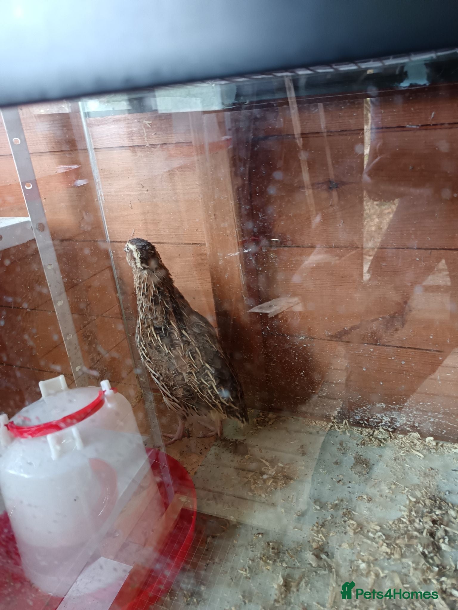 Quail poultry Coturnix Quails - Advert 1