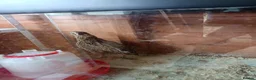 Quail poultry for sale: Coturnix Quails in Guildford - Advert 1