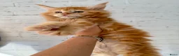 Maine Coon cats for sale: TICa reg 9 XXL Massive Red Kittens - Advert 25