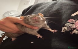 Rat rodents for sale: 3 male rats  - Image 4