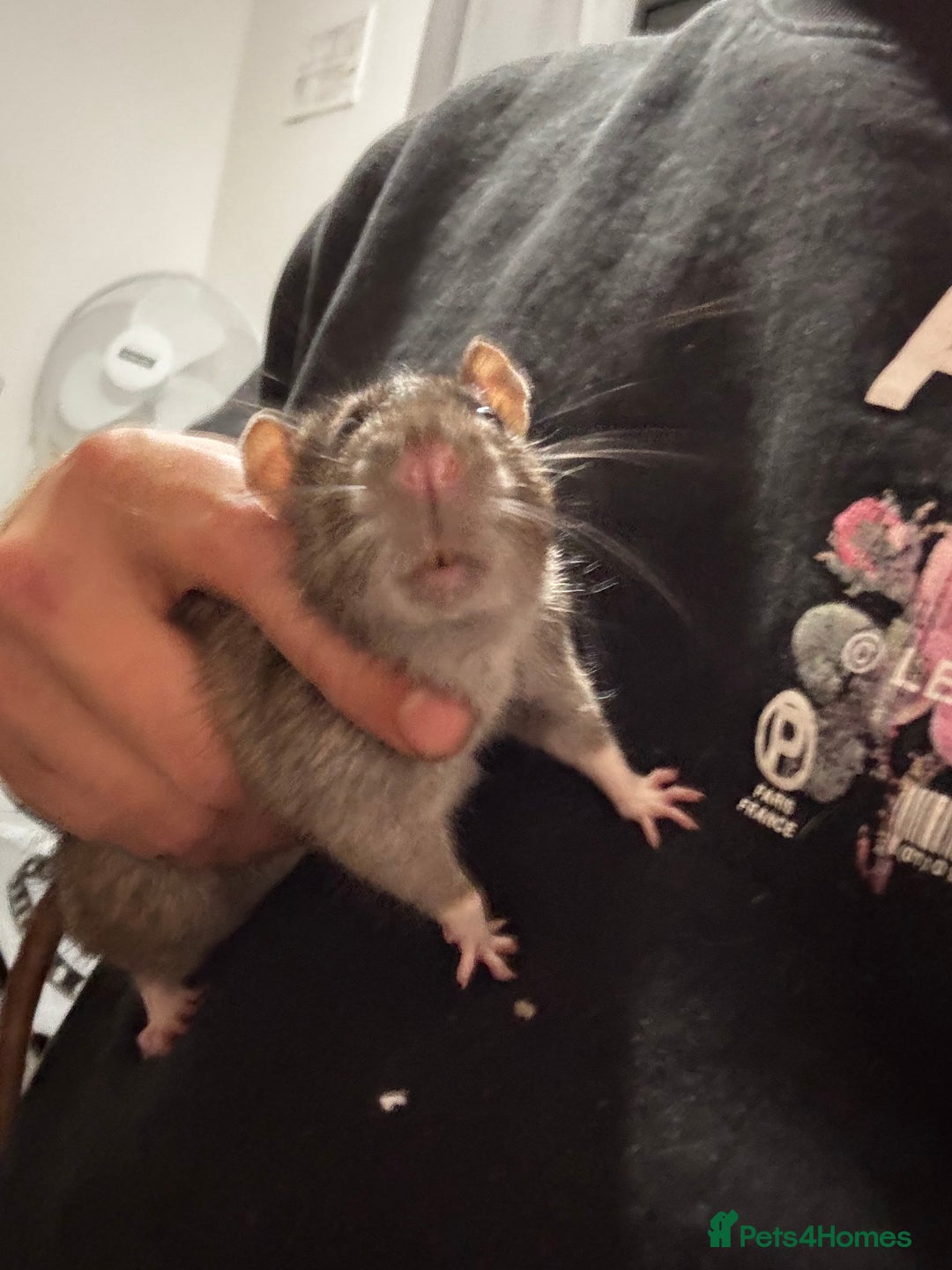 Rat rodents for sale: 3 male rats  - Image 4