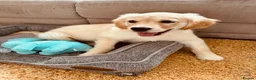 Golden Retriever dogs for sale: 💛 Heartbreaking Rehome – Golden Retriever Girl 💛 - Advert 2
