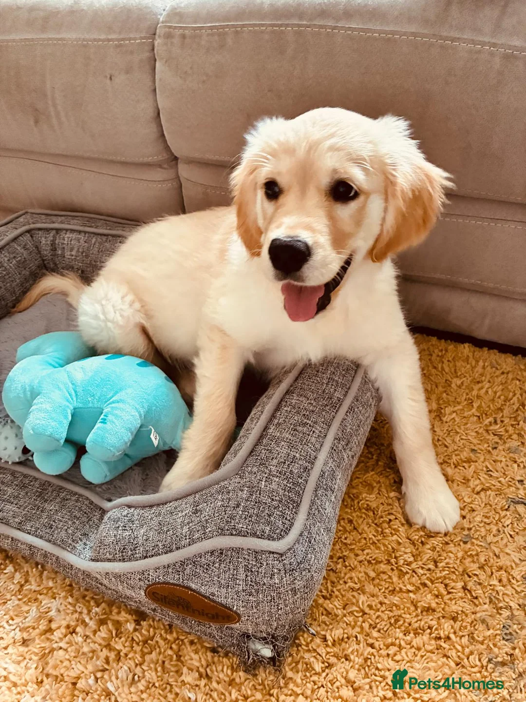 Golden Retriever dogs for sale: 💛 Heartbreaking Rehome – Golden Retriever Girl 💛 - Advert 2