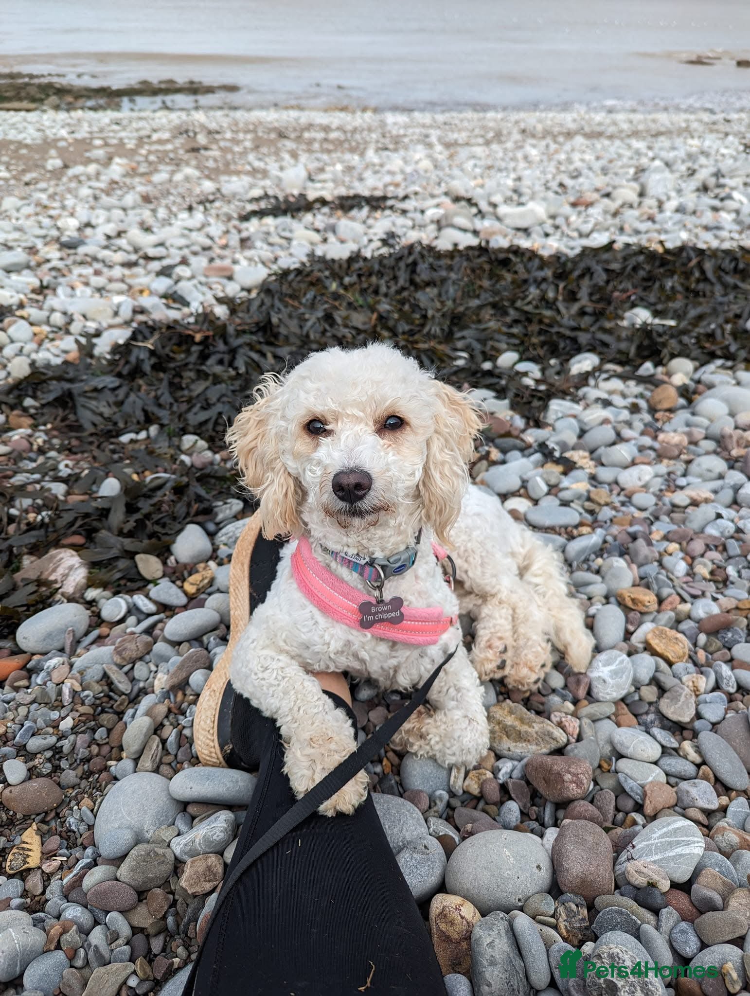 Mixed Breed dogs Beautiful Cockerpoo Puppies - Advert 4