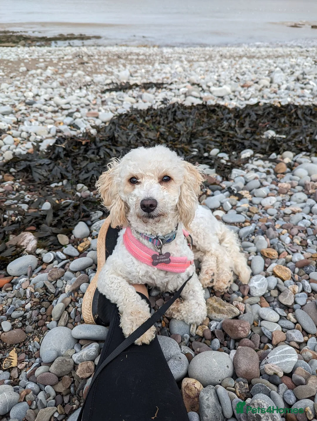 Mixed Breed dogs for sale: Beautiful Cockerpoo Puppies - Advert 1