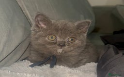 British Shorthair cats for sale: REDUCED!!! Stunning British Short Hair Kittens - Image 29