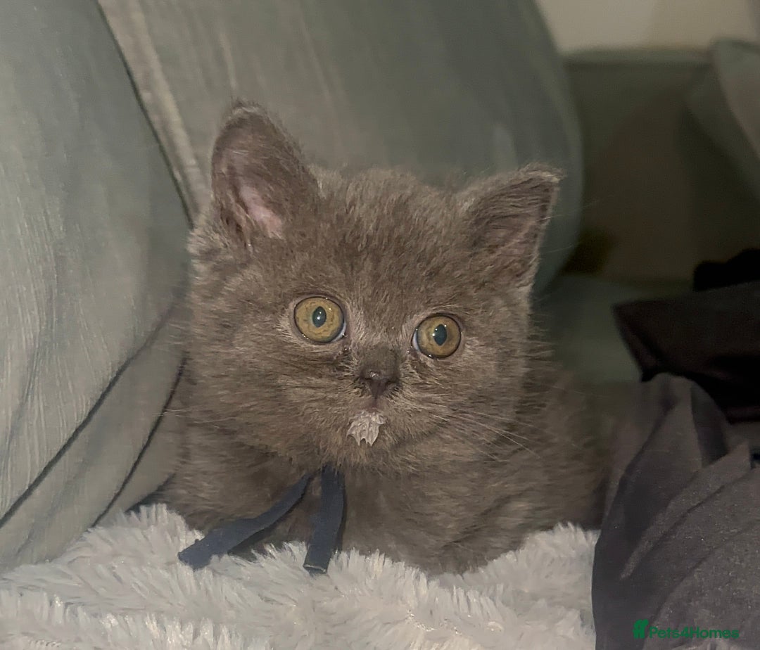 British Shorthair cats for sale: REDUCED!!! Stunning British Short Hair Kittens - Image 29