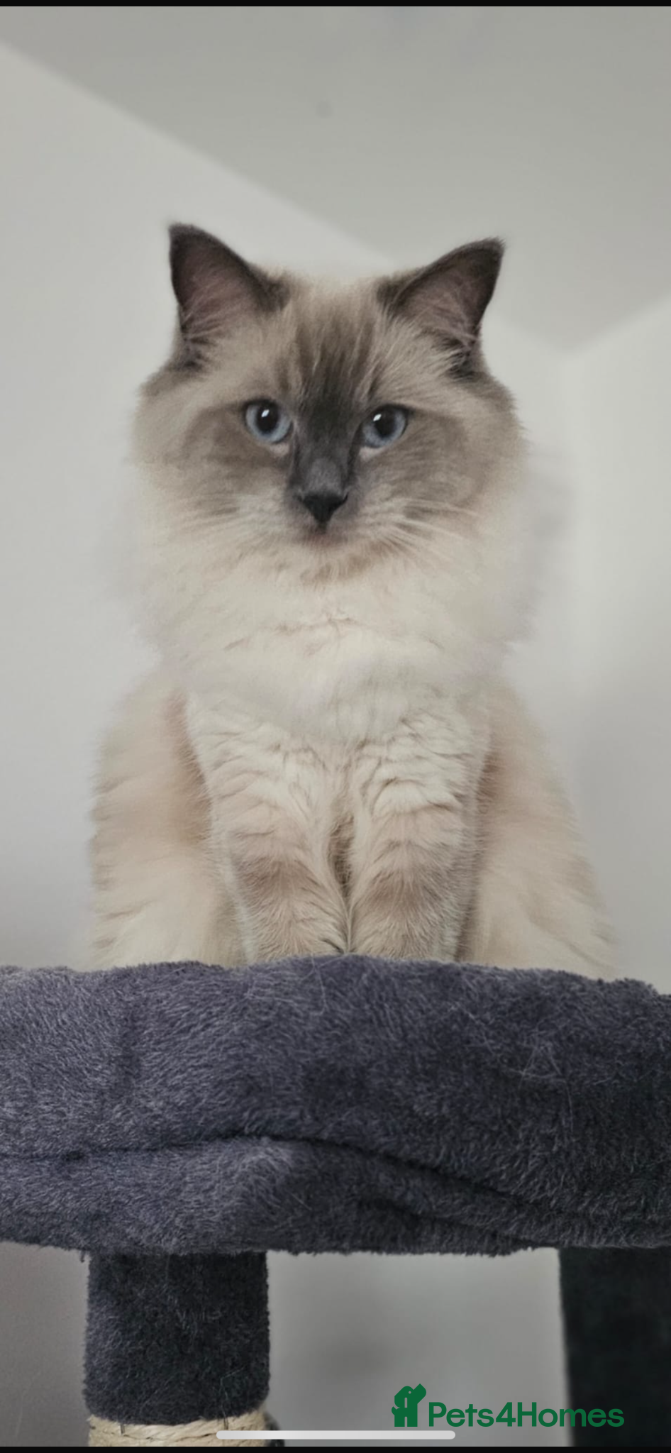 Ragdoll cats Beautiful Ragdoll Kittens  - Advert 5
