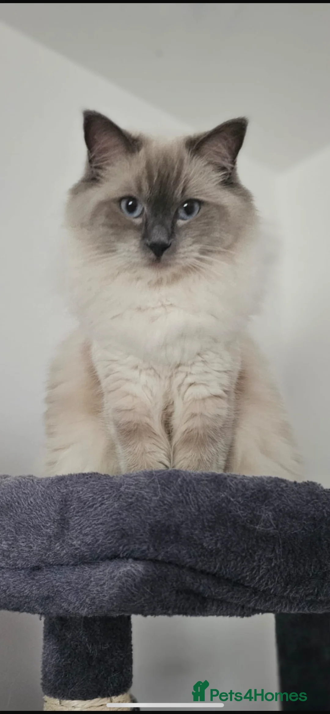 Ragdoll cats for sale: Beautiful Ragdoll Kittens  - Advert 1