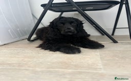 Cocker Spaniel dogs for sale: Show cocker spaniel  - Image 4
