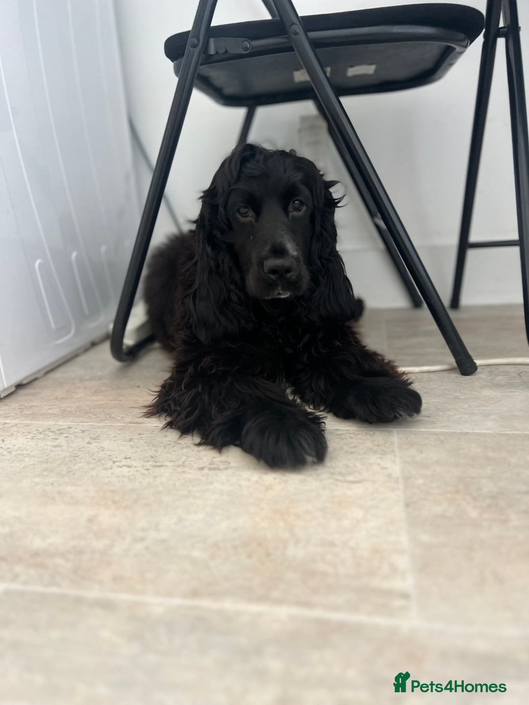 Cocker Spaniel dogs for sale: Show cocker spaniel  - Image 4