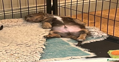 Miniature Dachshund dogs - Advert 4