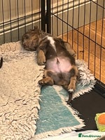 Miniature Dachshund dogs - Advert 4