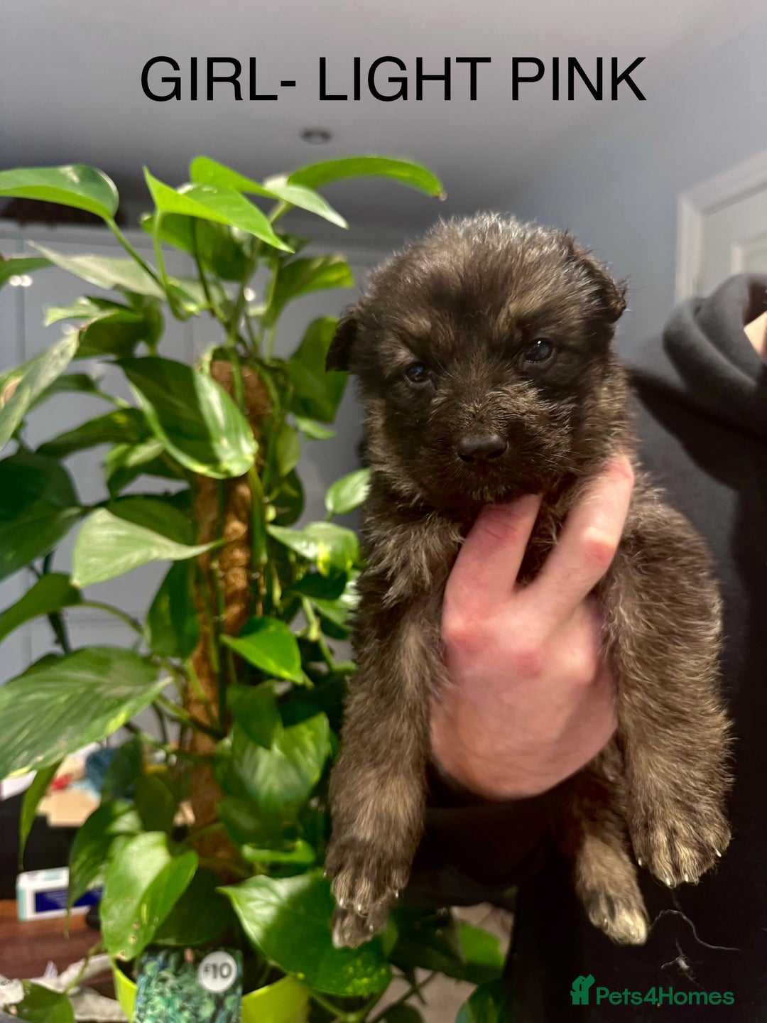 German Shepherd dogs for sale: Adorable German Shepherd Pups - Advert 9