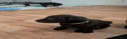 Flat coated Retriever dogs for sale: KC registered flat coated retriever puppies  - Advert 6