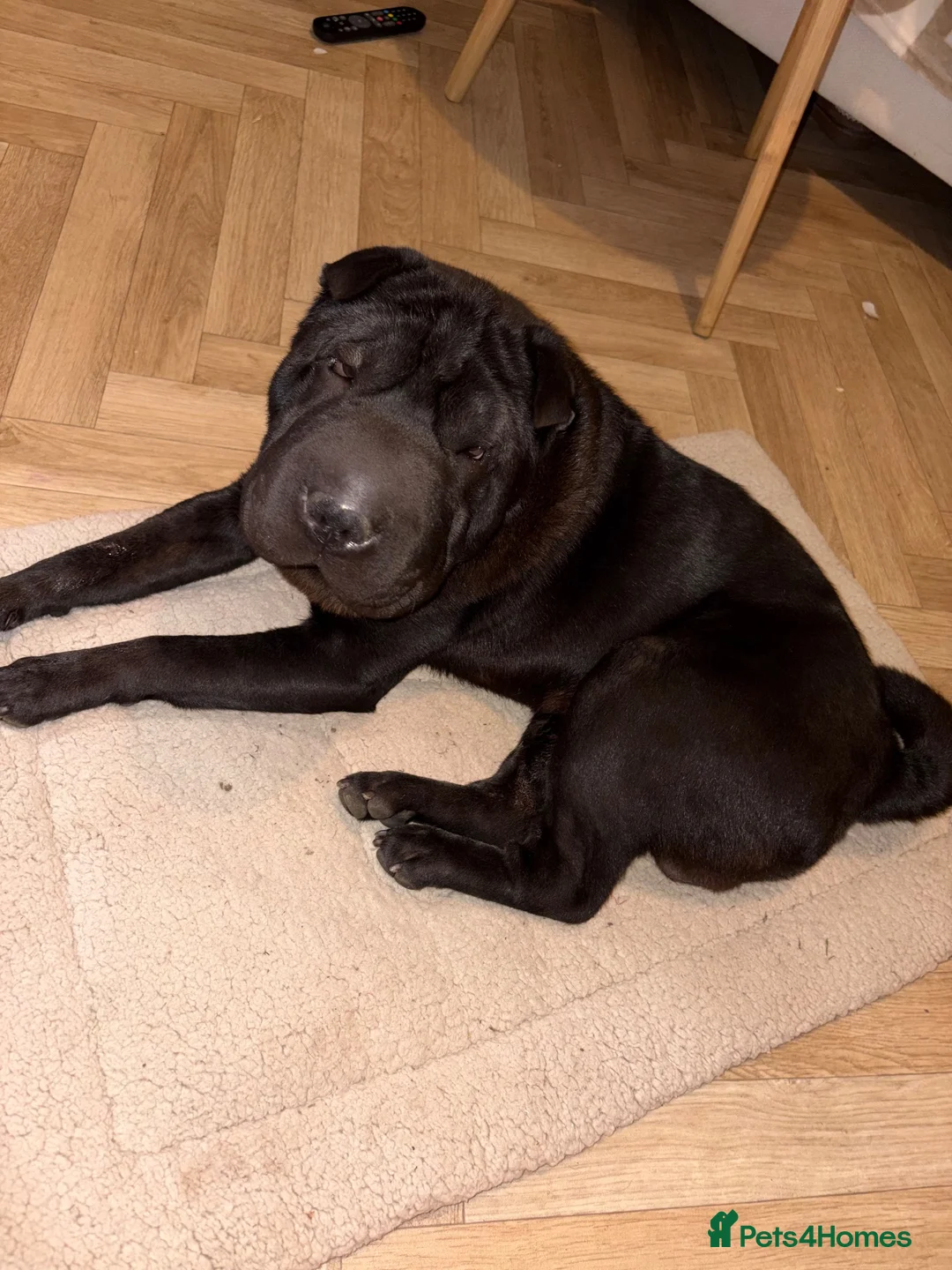 Shar Pei dogs for sale: Male Sharpei Puppy Brush coat  - Advert 2