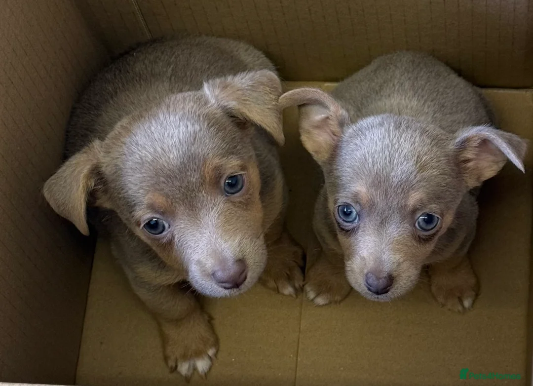 Jack Russell dogs for sale: Lilac and tan Jack Russell Boys - Advert 1