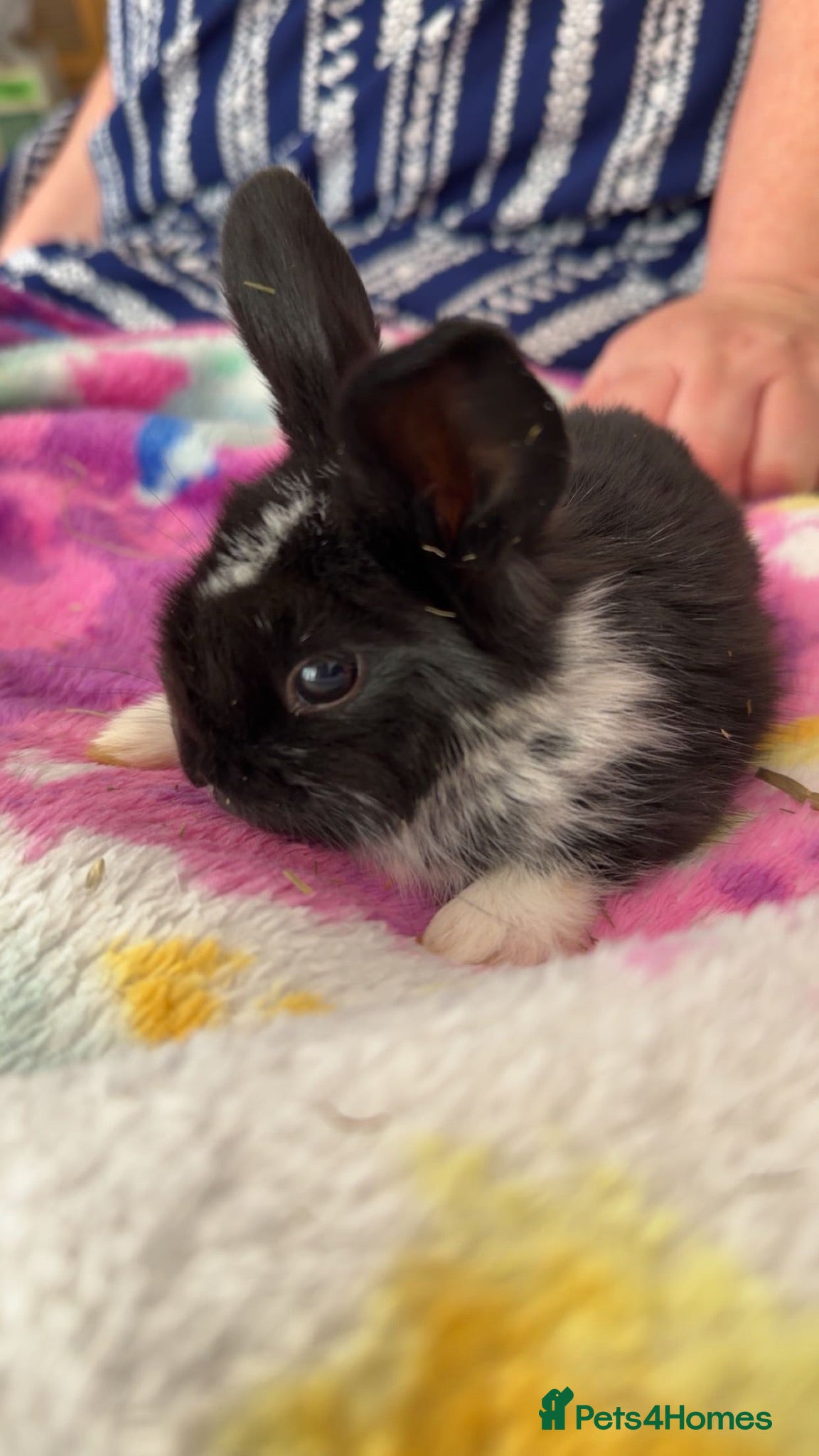 Mini Lop rabbits Last 2 beautiful mini lop babies - Advert 5