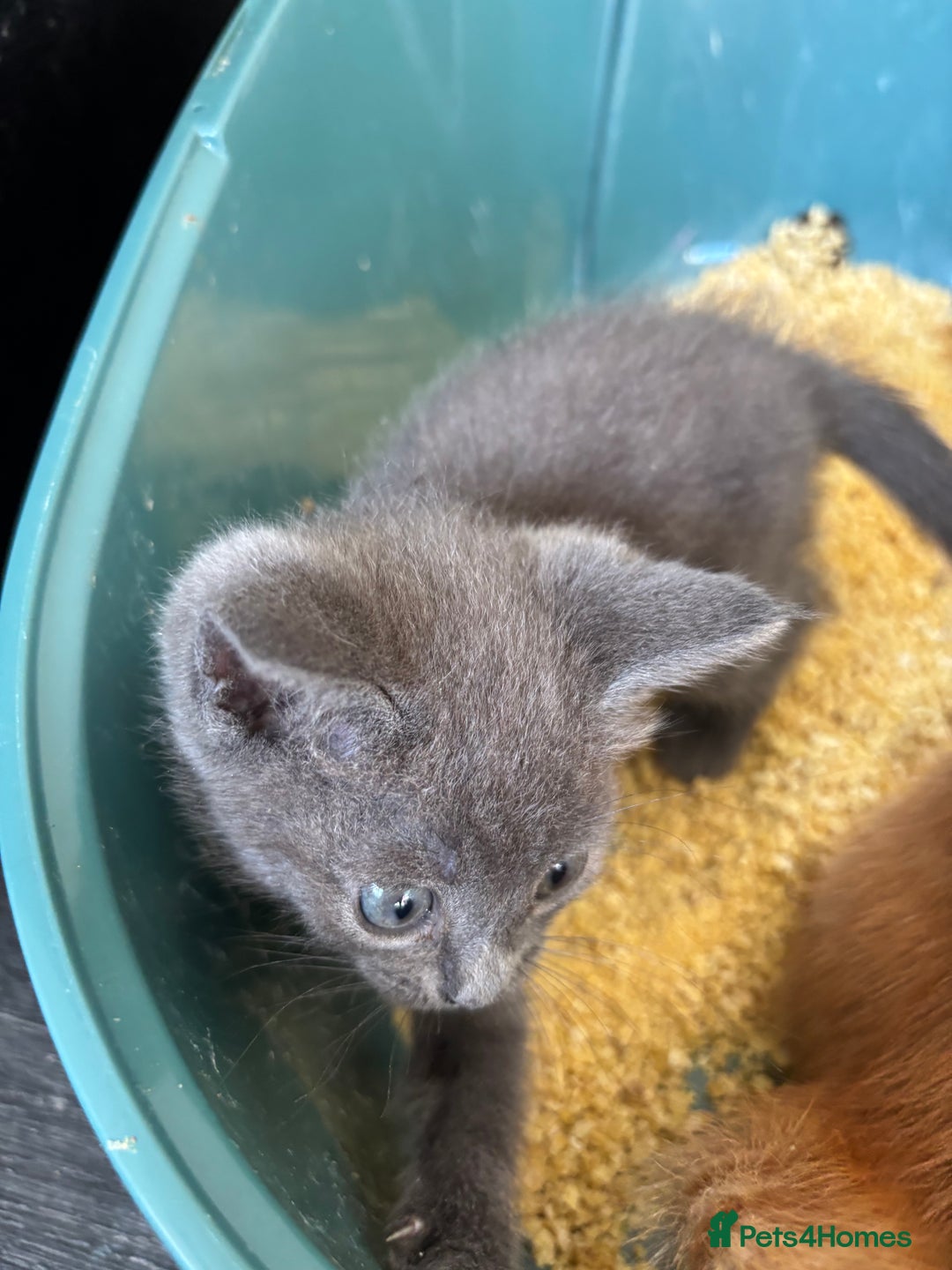 Mixed Breed cats for sale: Adorable kitten - Image 15