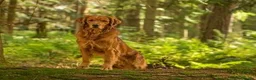 Goldador dogs for sale: Golden retriever Labrador cross  in Glasgow - Advert 13