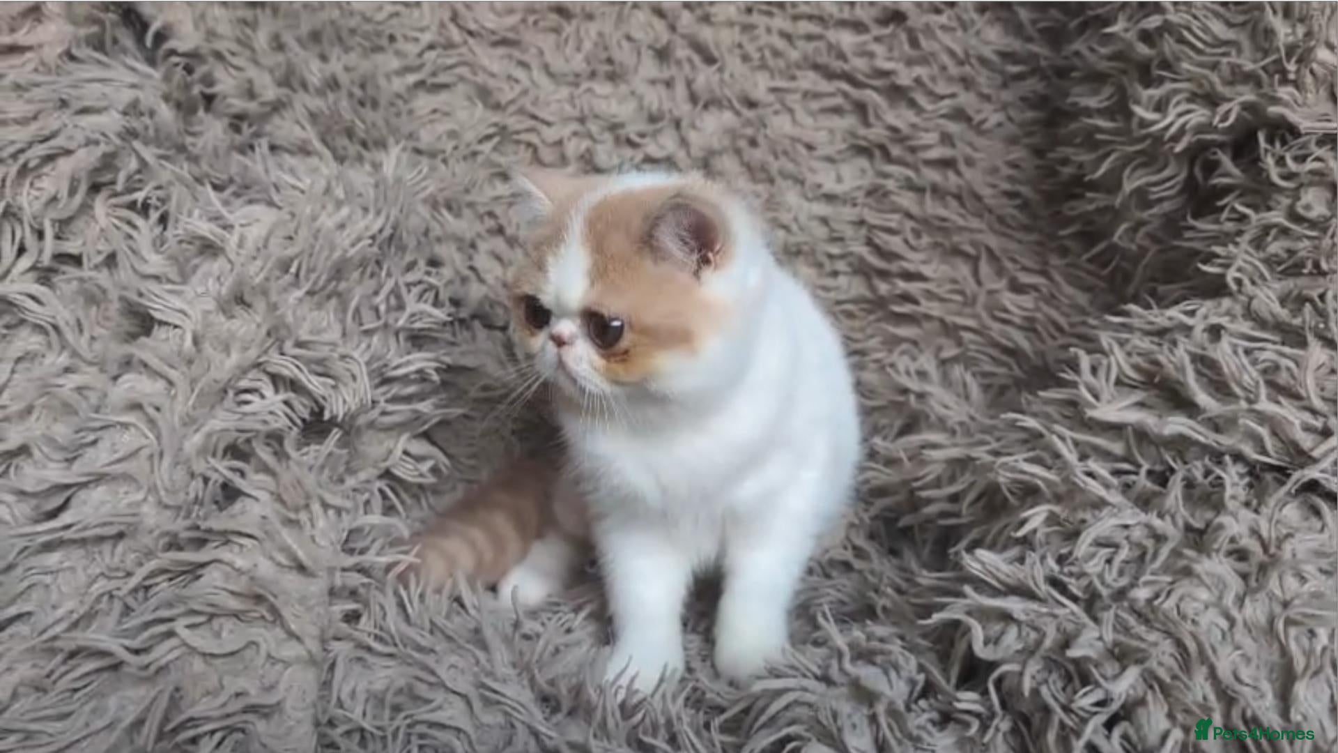 Persian cats GCCF Female Persian Kitten - Advert 1