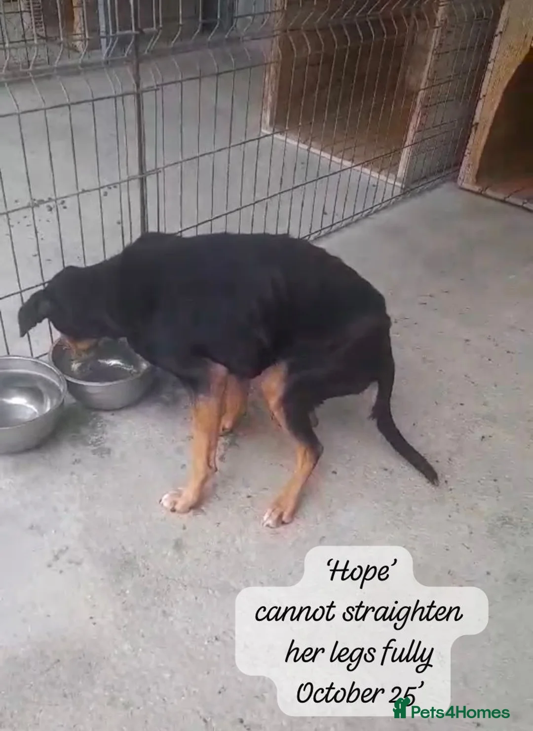 Mixed Breed dogs for adoption: Hope, 10 years approx. Available for adoption. - Advert 2