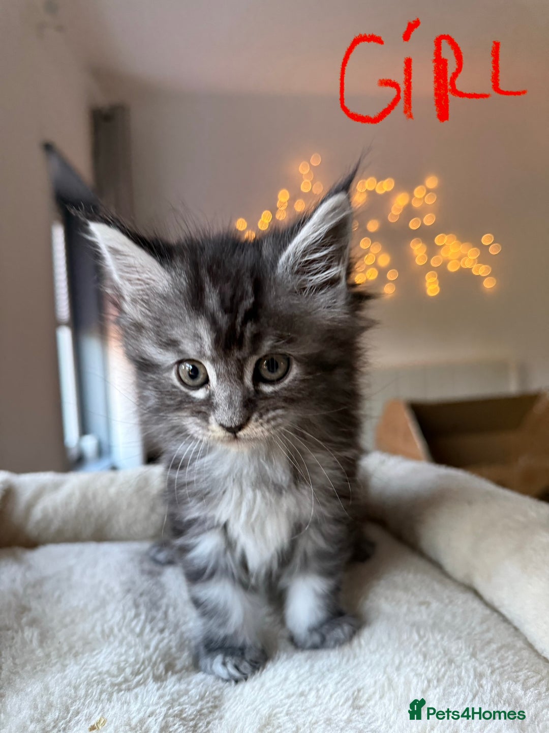 Maine Coon cats for sale: Beautiful Maine Coon Kittens – Ready mid January - Advert 4