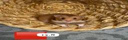 Hamster rodents for sale: Beautiful baby Syrian Hamsters Sheffield - Advert 5