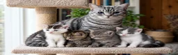 Mixed Breed cats for sale: Mixed breed kittens 🐱🤎 - Advert 2