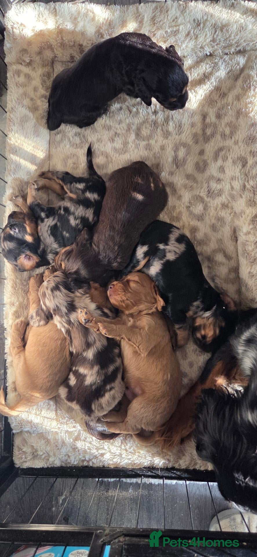 Cocker Spaniel dogs Only 1 Absolutely Stunning Cocker Spaniel left.  - Advert 1