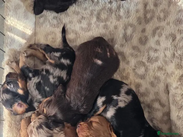 Cocker Spaniel dogs for sale: Only 1 Stunning Cocker Spaniel Red Male left. - Advert 2