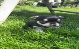 Chihuahua dogs for sale: Pure bred chihuahua pups for reserve - Image 15