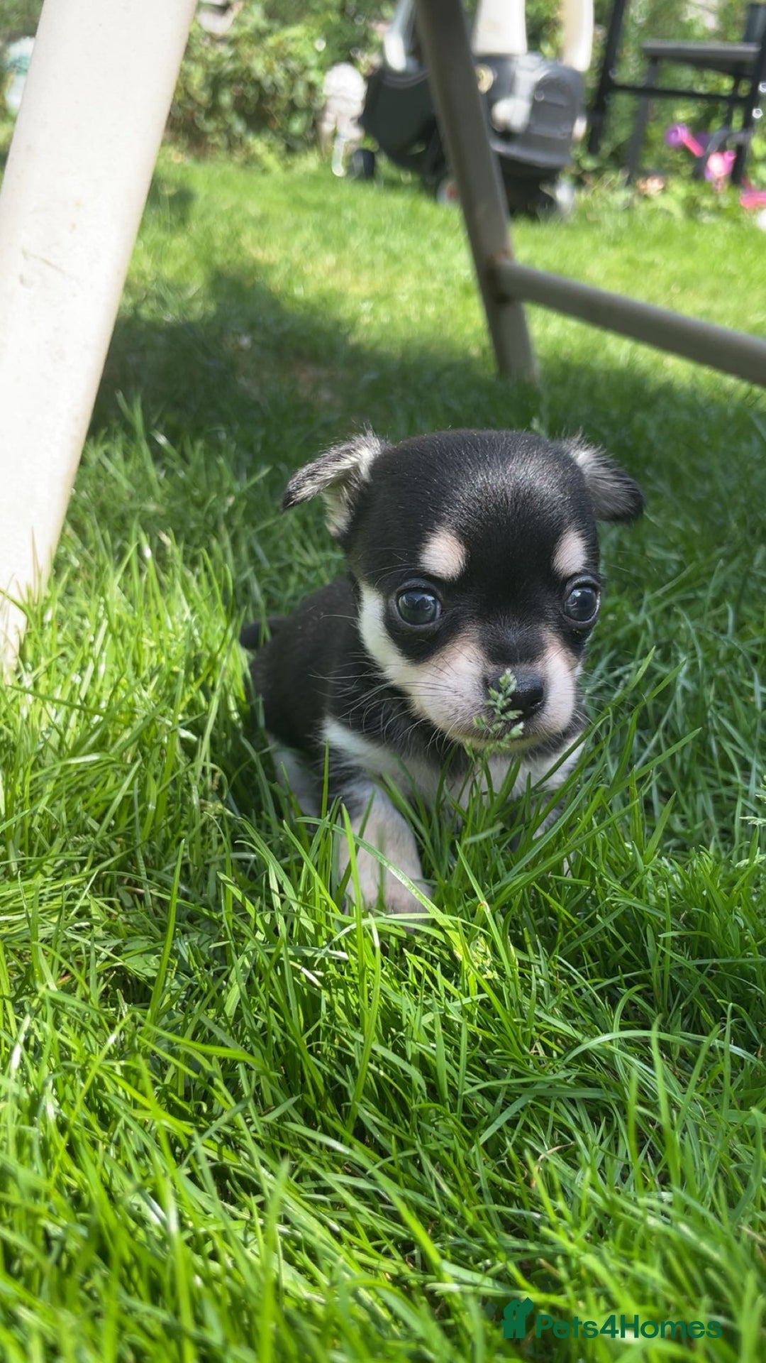 Chihuahua dogs for sale: Pure bred chihuahua pups for reserve - Image 15