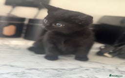 Mixed Breed cats for sale: Beautiful Kittens for sale  - Image 10