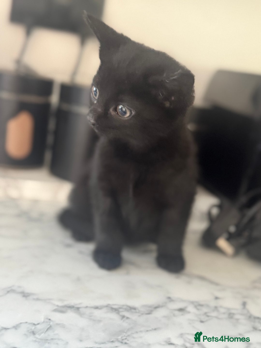 Mixed Breed cats for sale: Beautiful Kittens for sale  - Image 10
