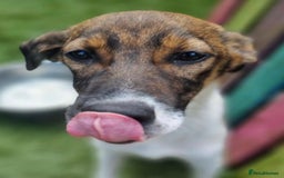 Mixed Breed dogs for adoption: Petunia - In Ayr looking for a home  - Image 4