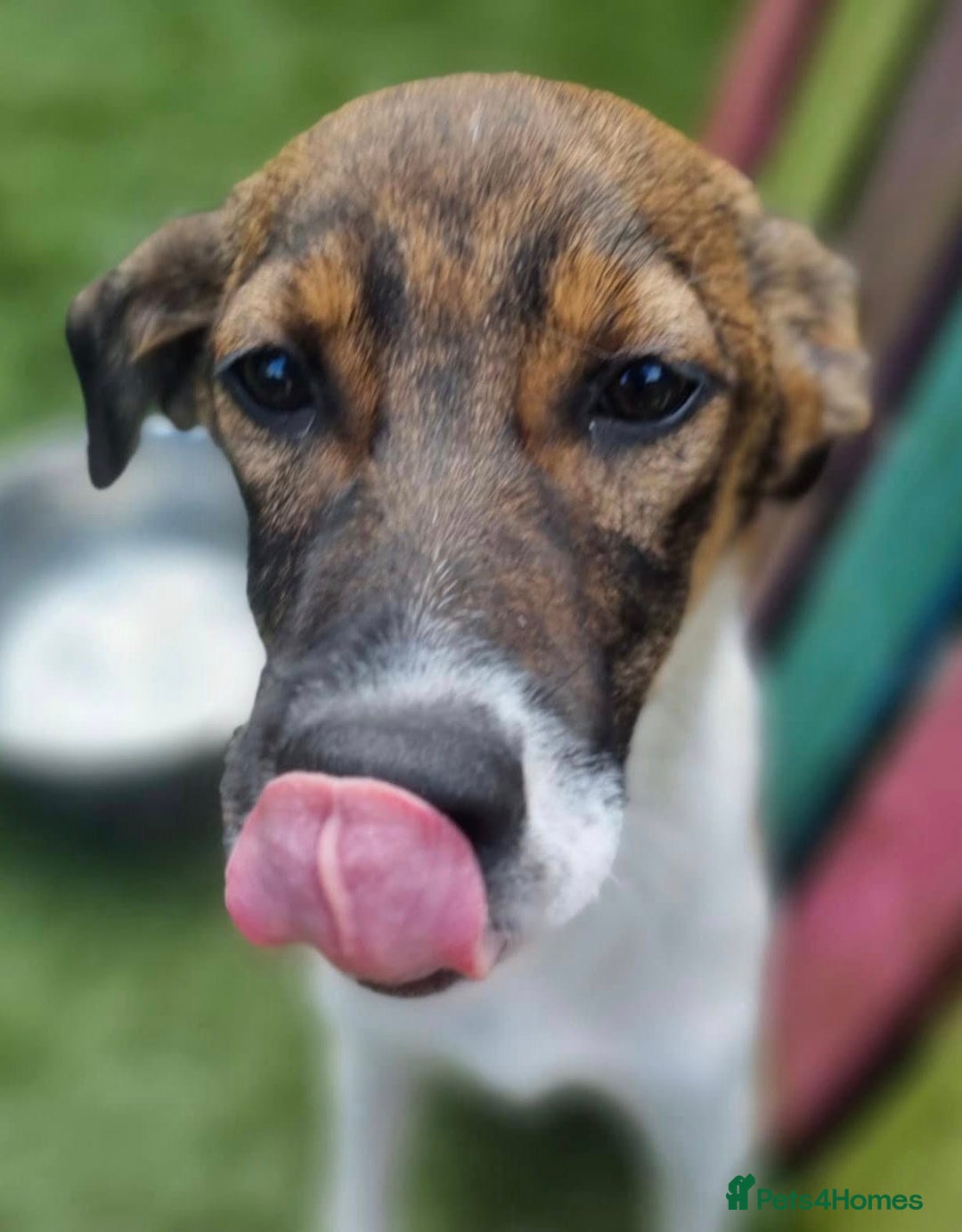 Mixed Breed dogs for adoption: Petunia - In Ayr looking for a home  - Image 4