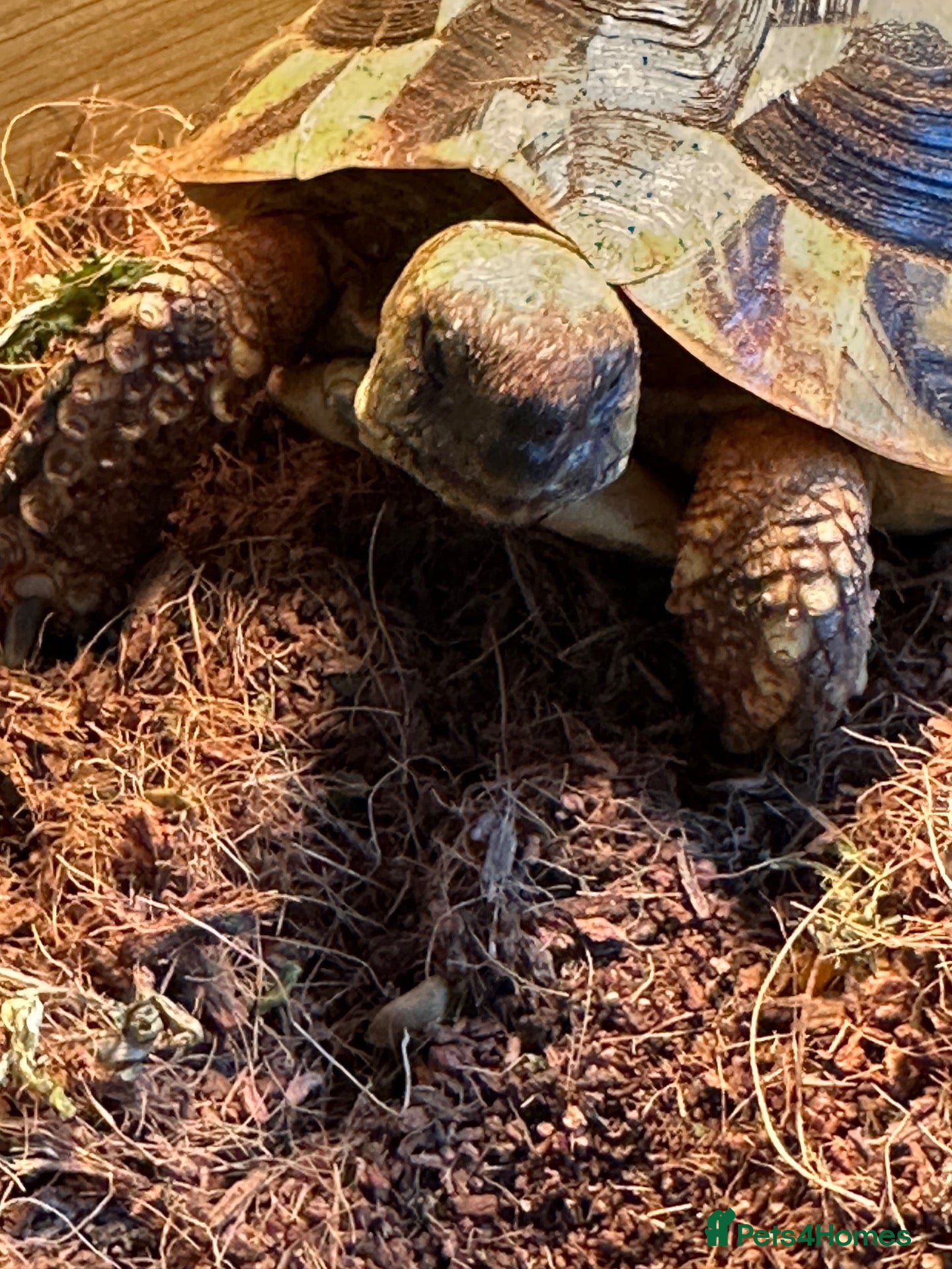 Hermann Tortoise reptiles Herman tortoise - Advert 12