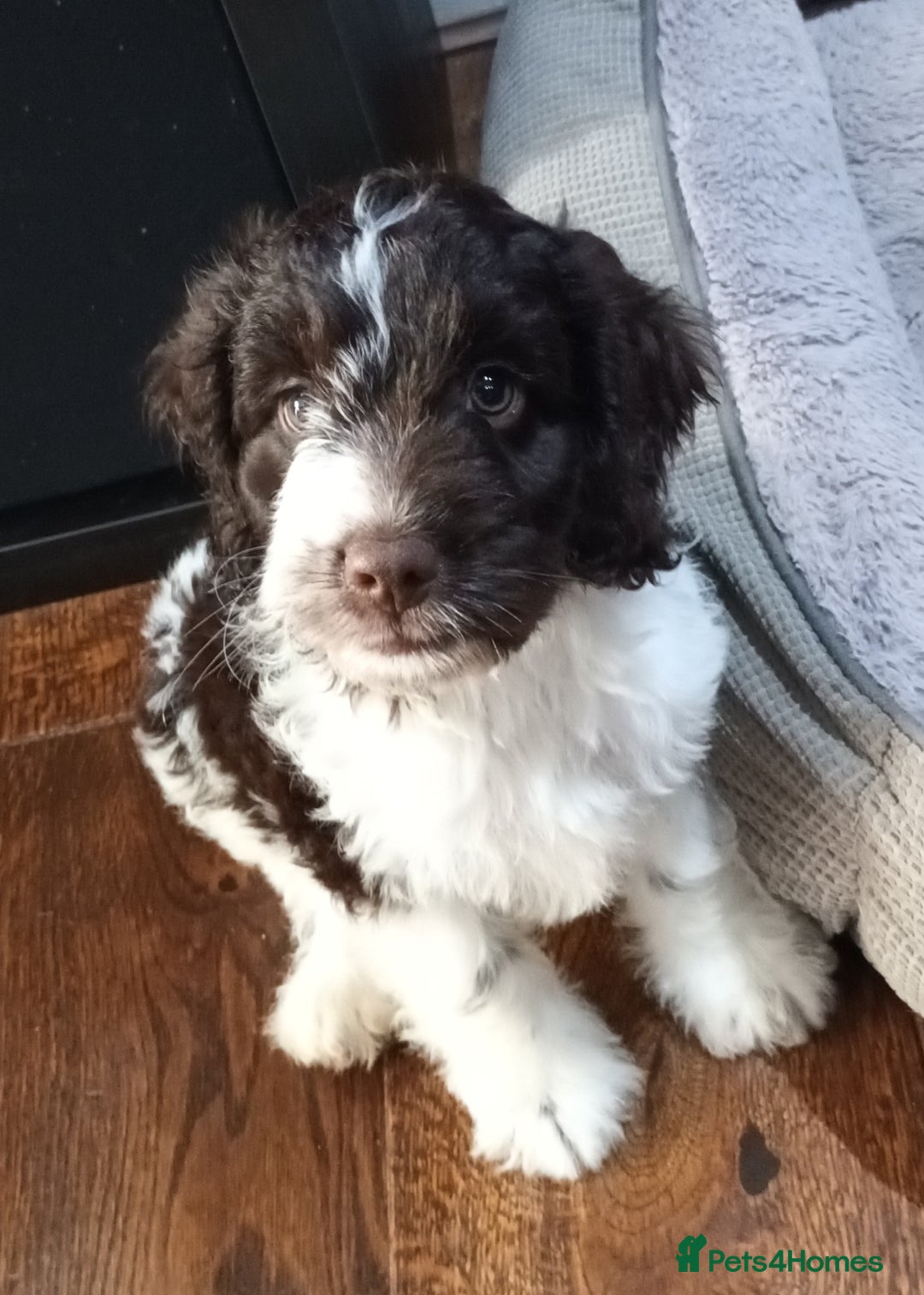 Sproodle dogs for sale: F1 Parti Sproodles 💥 REDUCED 💥 LAST TWO MALES 💥 in Kidderminster - Image 9