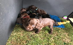 Sprocker dogs for sale: Exceptionally Bred F1 Sprockers from FTCH lines - Image 11