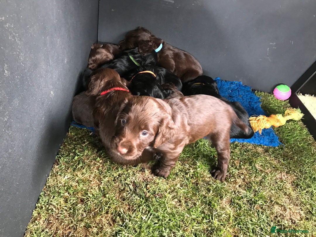 Sprocker dogs for sale: Exceptionally Bred F1 Sprockers from FTCH lines - Image 11