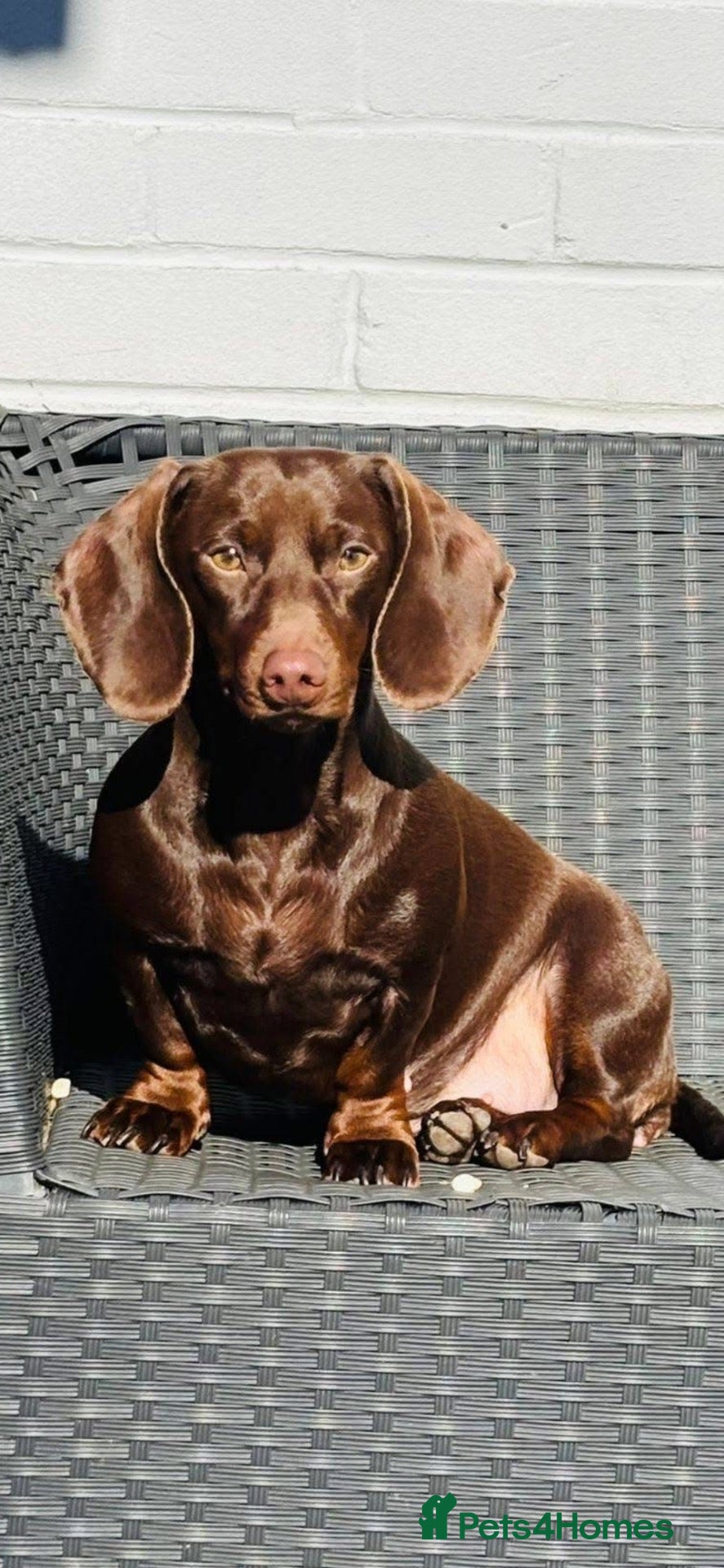 Miniature Dachshund dogs Stunning litter short hair mini dax  - Advert 1