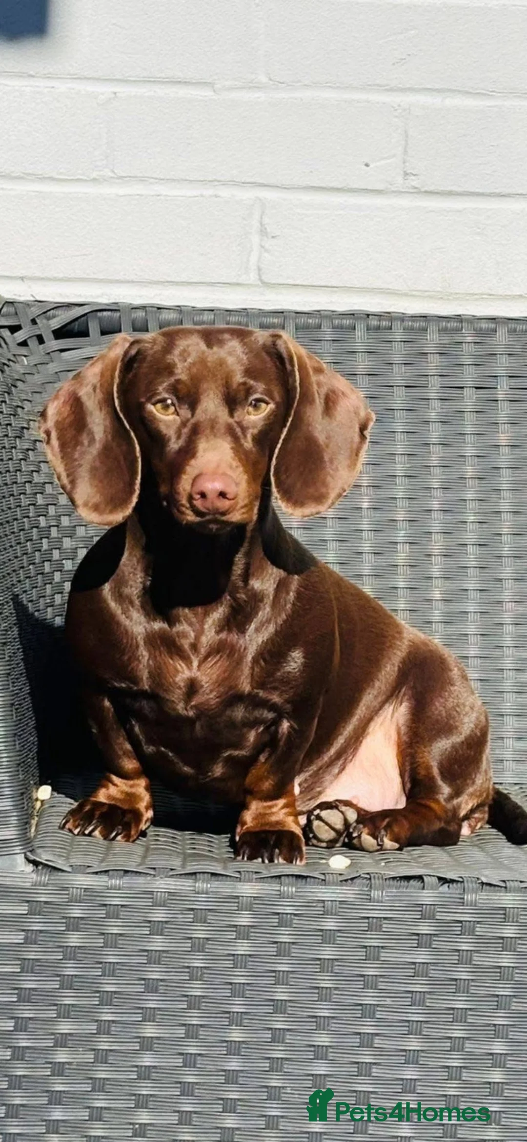 Miniature Dachshund dogs for sale: Stunning litter short hair mini dax  - Advert 1