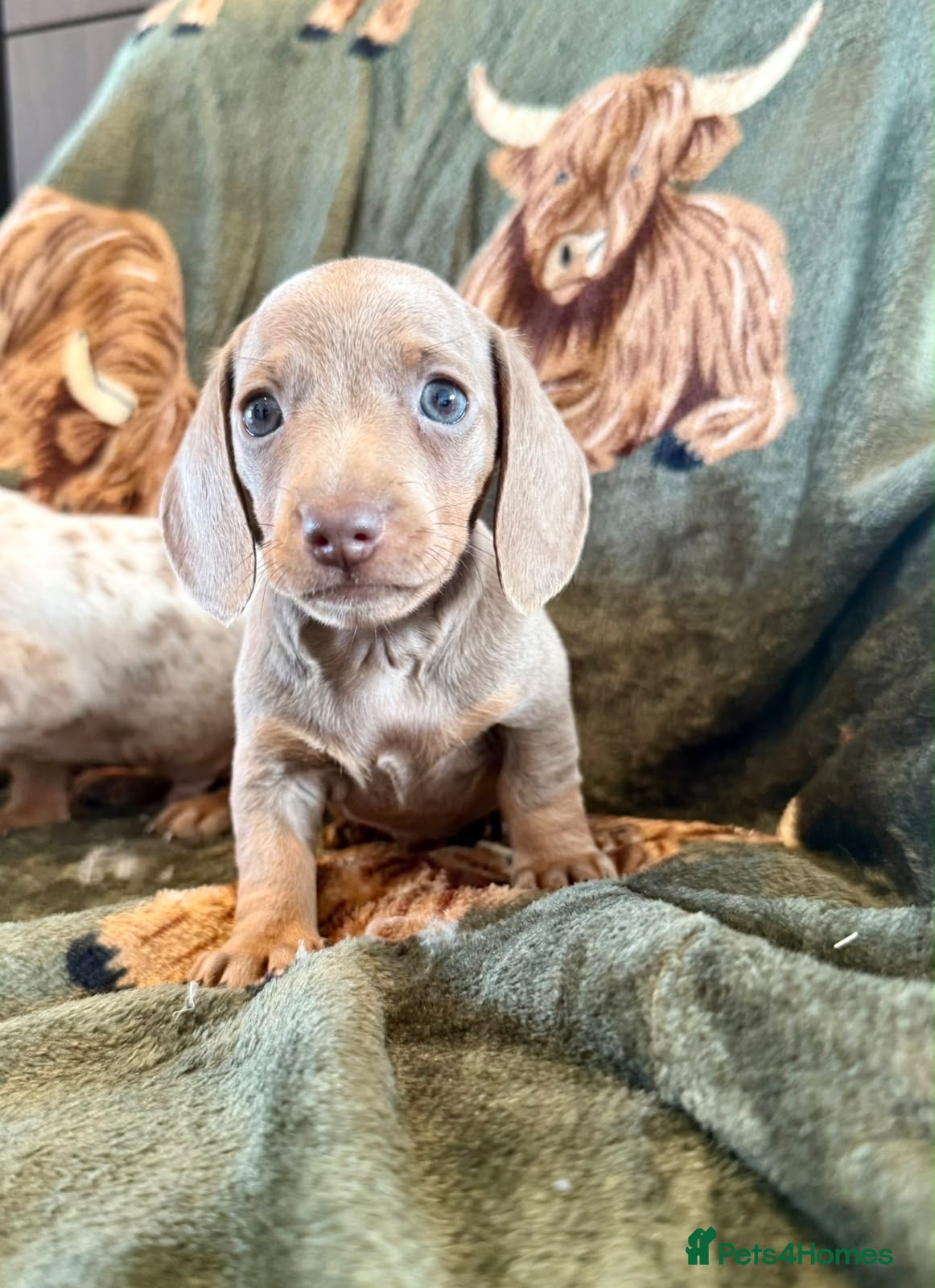 Miniature Dachshund dogs Beautiful miniature dachshunds  - Advert 2