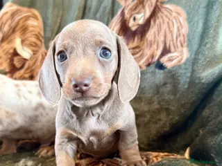 Miniature Dachshund dogs Beautiful miniature dachshunds - Advert 2