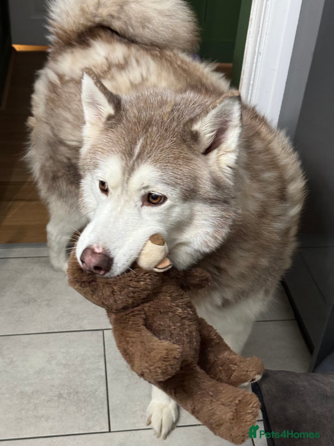 Siberian Husky dogs for sale: Red and white 8 year old Siberian Husky - Advert 3