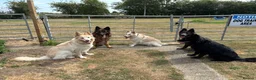 German Shepherd dogs for sale: White Apricot/Cream 3yrs old (2023). - Advert 29