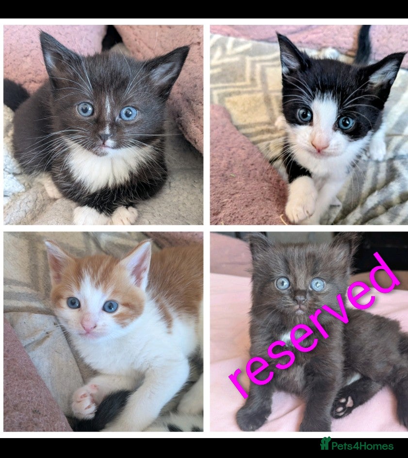 Mixed Breed cats 4 beautiful kittens up for adoption - Advert 1